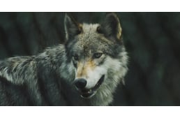 Nem farkasok, hanem kutyák a vadak és haszonállatok támadói a Bükkben