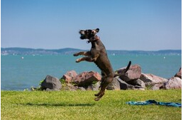 4 szállás a Balatonnál, ahol kutyád is teljes értékű vendég