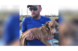 Közel egy hónapot túlélt a romok alatt egy kutya a hurrikán után