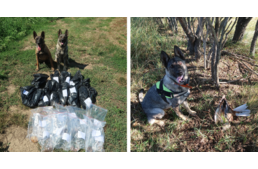 Tovább nő a turai tömeges madármérgezés áldozatainak száma - már két kutya is áldozatul esett