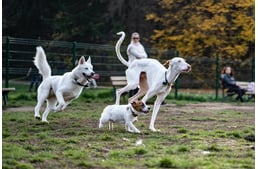 Bélférgesség kutyáknál - Típusai, tünetei és a megelőzés lehetőségei