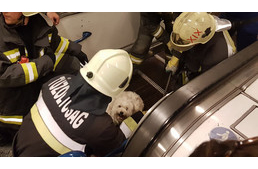 Mozgólépcsőbe szorult egy kutya lába a metrón