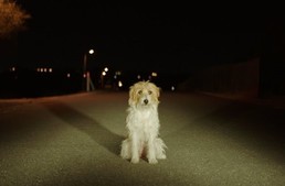 A kutyám nélkül sehova - mozifilm ajánló