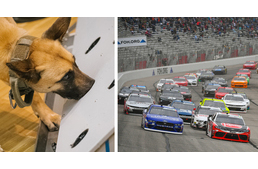 Koronavírust kiszagoló kutyák segítségével rendezik meg a NASCAR-t