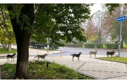 Sorban állnak a kutyák az eledelért Ukrajnában