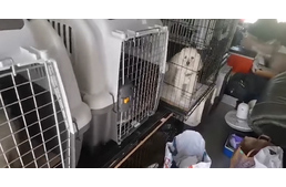 Hamis útleveles kutyákat szállító furgont találtak a NAV munkatársai