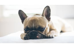 A népszerűség ára – újabb problémát fedeztek fel a rövid orrú kutyáknál