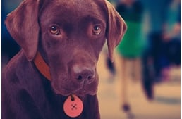 Kutyádat is segíthet megtalálni a magyar találmány