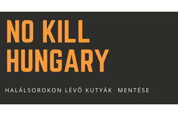 "Minden élet számít” – Interjú Vidra Bettyvel, a No Kill Hungary mozgalom alapítójával