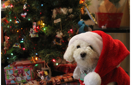 Karácsonyi veszedelmek a kutyáink számára - Egy állatorvos tanácsai