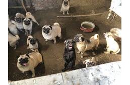 Egy év után újra kutyákat kellett menteni a nyírbogáti szaporítótelepről