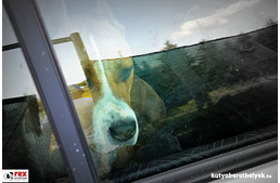 Mit tegyél, ha egy forró autóban kutyát találsz?