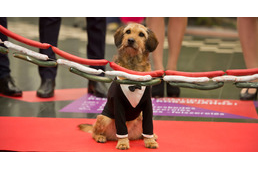 Állati kisfilm öltönyös kutyával egy állatbarát korzó megnyitásáról