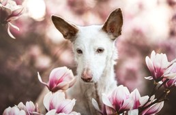 Mesélő képek - ezek lettek idén az év kutyafotói