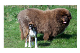A világ legkedvesebb óriás kutyái