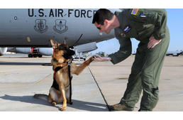 Az Air Force kutyáinak valódi élete