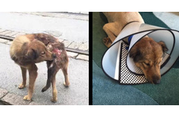 Sebesült kóbor kutyát mentett Orlando Bloom