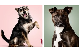 Akár évekig magányosak a nagytestű kutyák a menhelyen: profi fotókkal és kozmetikussal kampányolnak Tatabányán