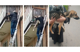 Az erkélyen át próbált szabadulni az éheztetett kutya – állatbarátok mentették meg a haláltól