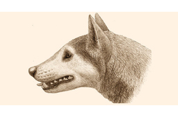 Kutatás a kutyáink eredete után: egy eddig nem ismert ősi kutyafajt fedeztek fel
