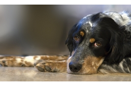 A pajzsmirigy rendellenességei kutyáknál