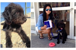 Örökbefogadta a kóbor kutyát, aki megmentette támadóitól tengerparti nyaralásán