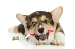 Tippek a kutyák fogápolásához
