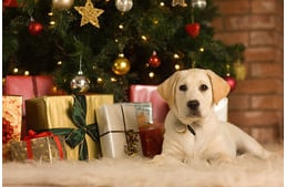 Karácsonyi rohanás - ajándékötletek kutyáknak