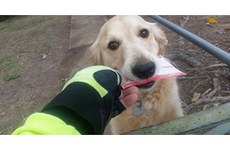 Egy kutya, aki nem utálja a postást - sőt, követeli a levelet tőle!