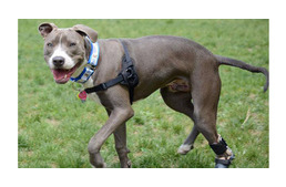 Pitbullból lett terápiás kutya