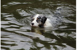 Nem fürödhetnek többet a kutyák a Fertő-tóban