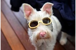 Különleges napszemüveg védi az albínó kutyus szemeit