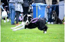 Világbajnoki címért versenyeznek Sopronban a kutyák és gazdáik a hétvégén
