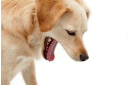 Reflux kutyáknál – Tünetek, okok, kezelés