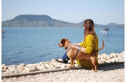 Kutyával a Balatonra: zárt doboz nélkül, szájkosárral és pórázzal is lehet kutyákat vinni a balatoni vonatokon