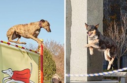 Mentett kutyák döntöttek Guinness rekordot