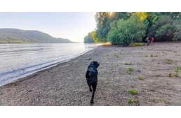 Erdei elvonulás vízpart közelében, túraútvonalakkal – Mininyaralás két kutyával