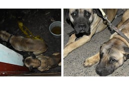 Két kutyát mentettek meg a zirci rendőrök borzalmas körülmények közül