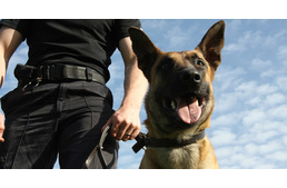 Kutyavásár a büntetés-végrehajtásnál: leendő szolgálati kutyáikat keresik