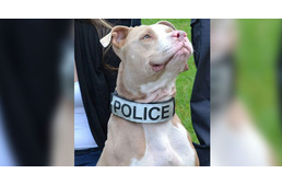 Így vált az elhagyott pitbull büszke rendőrkutyává