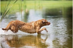 Hullámos szőrű labrador?