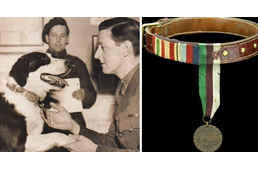 A második világháborúban kitüntetett kutya emlékérmeit árverezték el Angliában