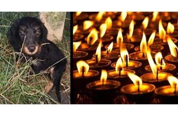 Halálra vert kölyöktacskó Szombathelyen - eljárás indult, megemlékezést és demonstrációt tartanak az állatbarátok