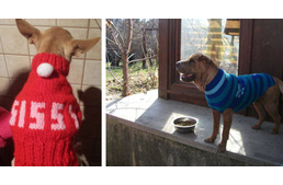 Segítség az árva, beteg kutyáknak a hidegben: ruhákat köt a rászoruló négylábúaknak
