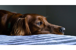 Kutyák és az epilepszia - a rejtélyes betegség 1.