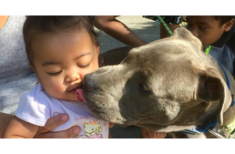 8 hónapos pitbull mentette meg a családját a tűztől