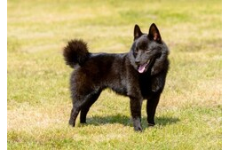 Spitz-mudi keverék? Nem, ő a schipperke!