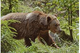 Medve cammog Észak-Magyarországon: a Nemzeti Park figyelmezteti a kutyásokat is