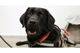 A BKK támogatja a segítő kutyákkal közlekedőket