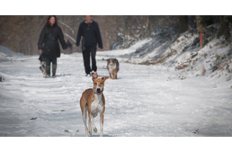 Télen kevesebb séta?